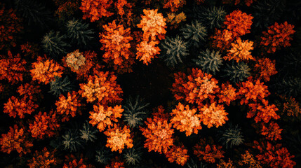 vibrant autumn forest stretches endlessly with orange and green foliage, creating stunning aerial view of nature beauty