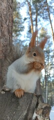 Feeding fluffy squirrels on a tree