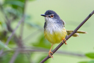 Yellow-bellied Prinia
