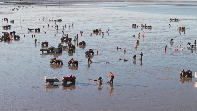 Cockle pickers work on the beach at Leasowe, Wirral, England