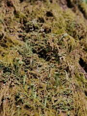 moss