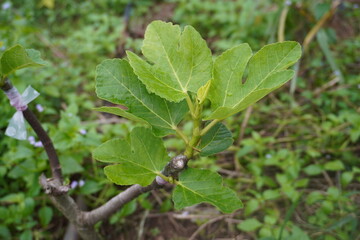 Figs hanging from a tree