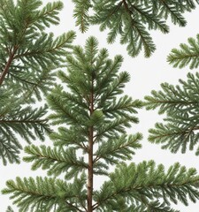 Obraz premium Evergreen spruce tree with full branches and needles in a white background, evergreen tree, greenery, fir
