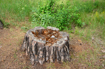 a tree stump of a birch tree on the lawn in the forest