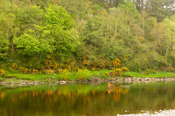 Obraz premium Patches of bright yellow gorse paint colourful reflections in the River Tweed in the Scottish Borders as an angler tries his luck in its languid waters.