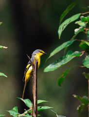 Fototapeta premium Orange minivet ( female)perched on a branch of a tree