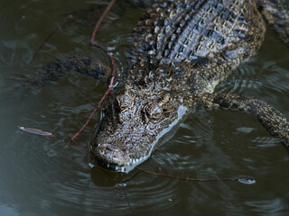 crocodile in the water
