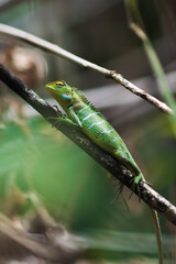 A vibrant common green forest lizard (Calotes calotes) perched on a branch in Sri Lanka s tropical forest. Perfect for themes of wildlife, biodiversity, and exotic reptilian species. 