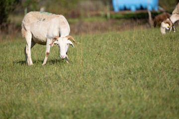 Fototapeta premium cows on pasture