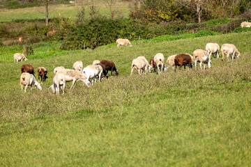 Obraz premium sheep and lambs