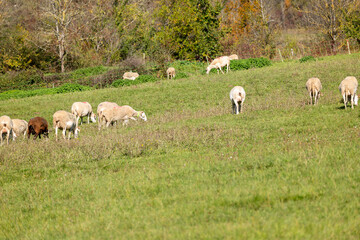 Obraz premium sheep and lambs