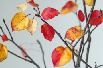 A detailed view of a plant with vibrant yellow and red foliage, ideal for illustrations, designs, or educational materials about botany