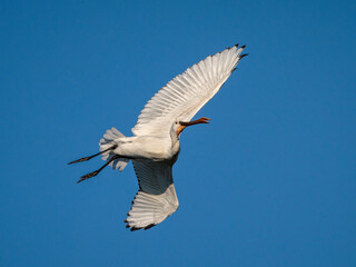 Eurasian spoonbill (Platalea leucorodia).