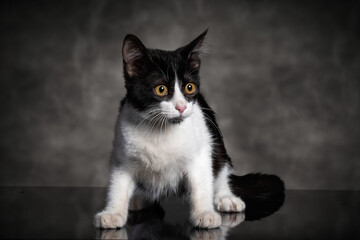 Studio photoshoot of a little kitten