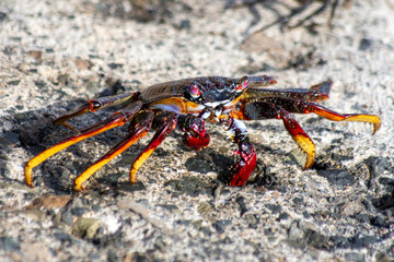 Cangrejo rojo o de roca en El Muellito, Gran Canaria