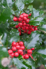 Ilex aquifolium J.C. van Tol Detail Frucht