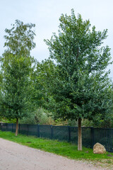 Ulmus new Horizonin einer Anliegersdtraße in Ahrenshoop
