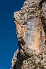 tree on the rocks