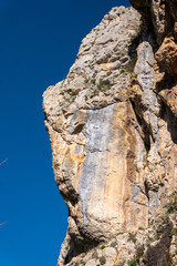 tree on the rocks
