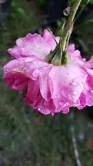 Close-up of a Pink Rose with Water Droplets