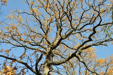 autumn tree
