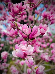 Fototapeta premium pink blossom