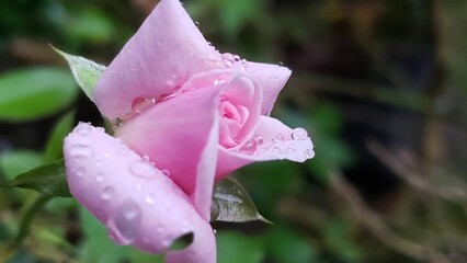 Close-up of a Pink Rose Bud Covered in Dew Drops