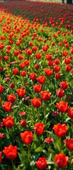 Red tulips scattered across a lush green meadow , rural, spring, blossoms