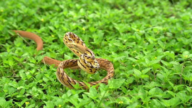 Oriental whip snake spotted at Khao Yai national park