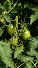 Small green tomatoes growing hanging from the stems of the plant, surrounded by lush green leaves.