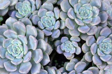 The beauty of various succulents echeveria elegans 