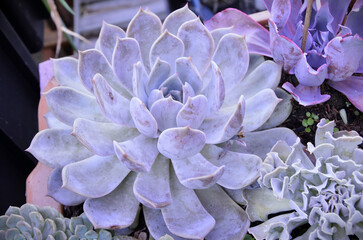 In the pot a beautiful Succulent Graptoveria Debbie growing among other succulents