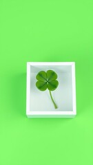 Small white box containing a single four-leaf clover on a green background , plant, four leaf clover