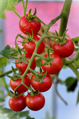 Beautiful bouquet of ripe Tomato Artemis in the pot in the backyard