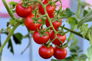 Beautiful bouquet of ripe Tomato Artemis in the pot in the backyard