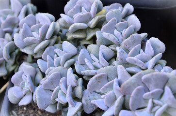 Various Echeveria cubic frost succulents in a pot