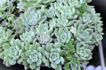 Pot full of succulents Echeveria Prolifica succulent in the garden