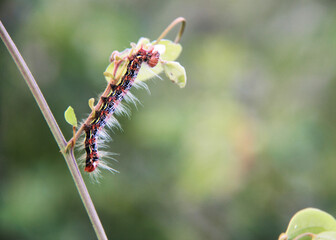 caterpillar on a branch