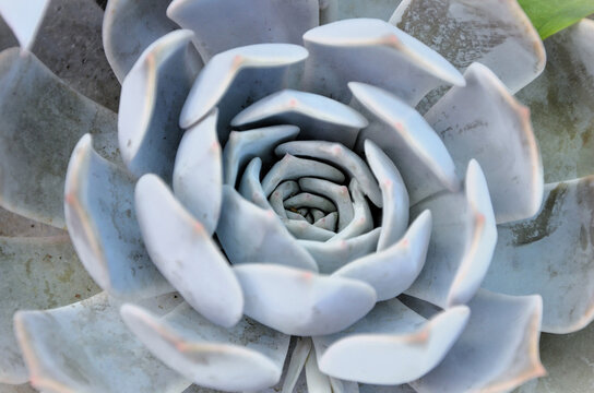The succulent Echeveria Caly Argentia in the garden