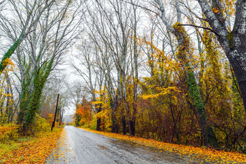 Obraz premium Wet asphalt road through the forest between yellow autumn trees