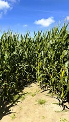 Maisfeld im Sommer