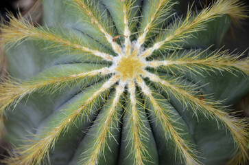 A beautiful cactus parody magnificent in the pot in the garden