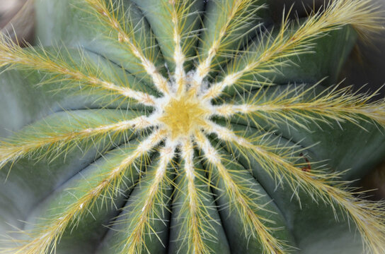 A beautiful cactus parody magnificent in the pot in the garden
