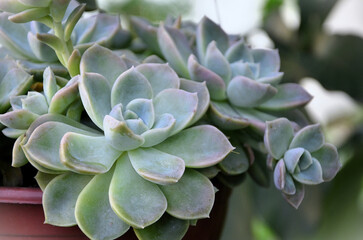 The Succulent Graptoveria Fantome in the hanging pot