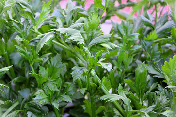 Obraz premium Celery leaves (Apium graveolens) growing in the backyard garden