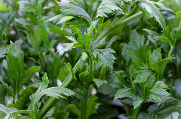 Celery leaves (Apium graveolens) growing in the backyard garden