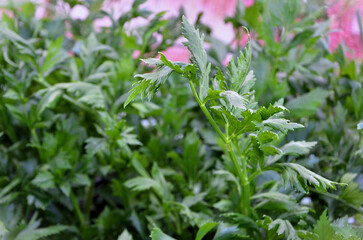 Celery leaves (Apium graveolens) growing in the backyard garden