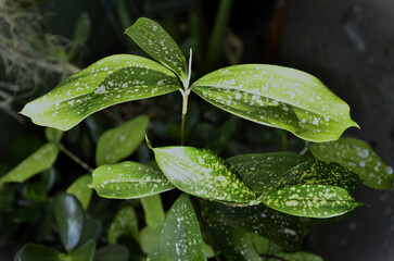 The beautiful foliage of the dracaena surculosa in the late afternoon in the backyard
