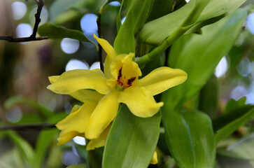 A beautiful yellow Promenaea orchid in the garden