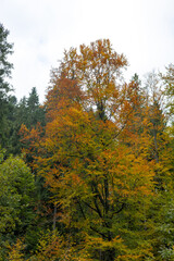 Yellow tree in the autumn forest